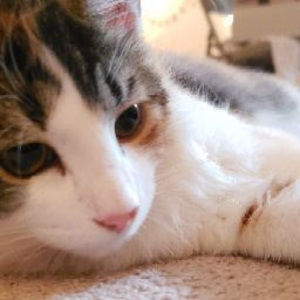 Meet your Posher, Mai kou